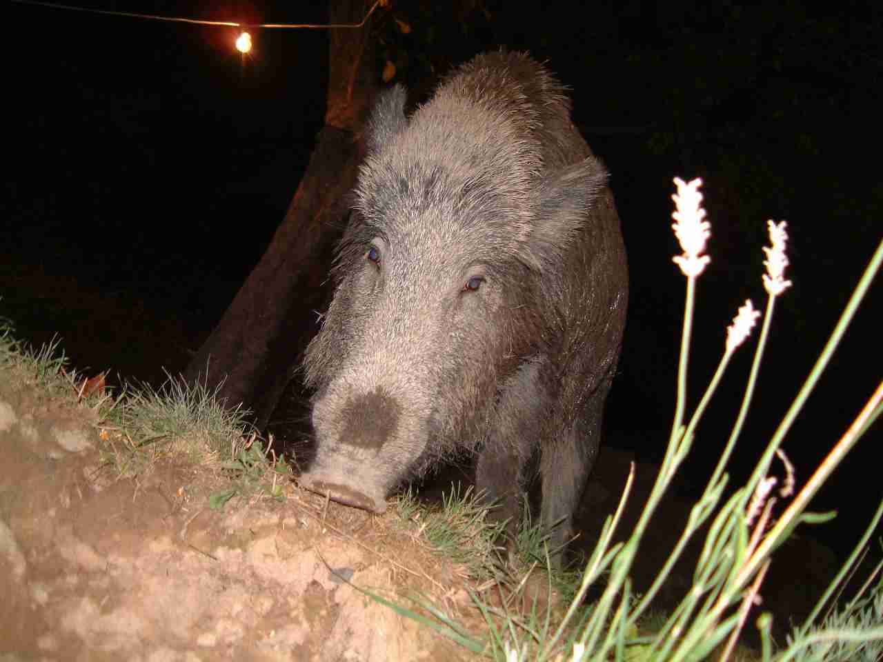  Image name: DSCF0040.JPG 
 width: 1280 pixel 
 height: 960 pixel 
 Size: 63061 bytes 
 Click to enlarge 